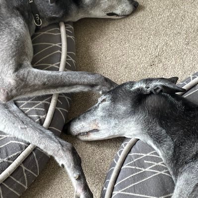 speak up for what you believe to be right.Brexit.ReformUK member.I want my country back!Re home a retired Greyhound.