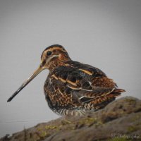 SR Photography (@birdwatcherthe) 's Twitter Profile
