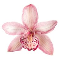 orchid (⺣◡⺣)♡edtwt (@orchidsnapples) 's Twitter Profile