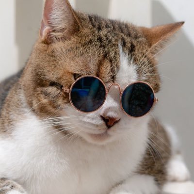 ripdev69's profile picture. 