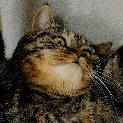 krishwhi's profile picture. 