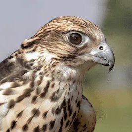 arefalconsreal's profile picture. 