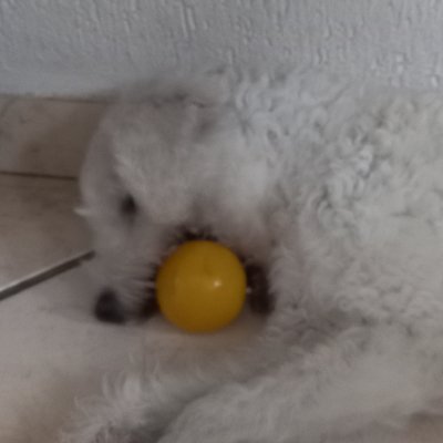 Lucas_AlencarBR's profile picture. .