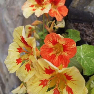 ChattonCottages's profile picture. 