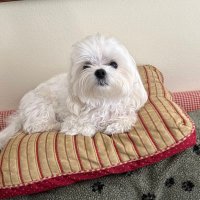 Barbara Mackie (@macbarb0503) 's Twitter Profile Photo Barbara Mackie (@macbarb0503) 's Twitter Profile Photo