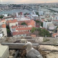 Canan Gültekin (@canan3591) 's Twitter Profile Photo Canan Gültekin (@canan3591) 's Twitter Profile Photo