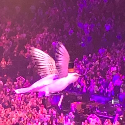 Petsch4's profile picture. Manchester United. Phish & live music. Yogi. ⭕️