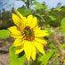 Sunflower Girl (@sunflowergirlza) Twitter profile photo Sunflower Girl (@sunflowergirlza) Twitter profile photo