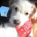 scruff mcgruff - @scruffmcgruff81 - Twitter