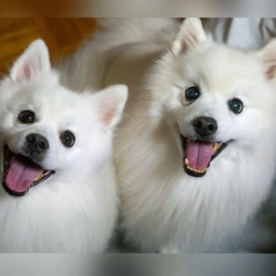 yayamaruko's profile picture. エスパルスサポです。サポ犬と共に応援し続けます。よろしくお願いします。無言フォロー、フォロバ失礼します