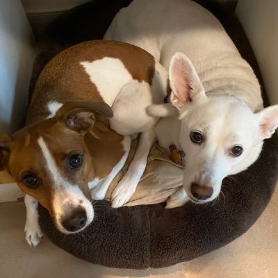 DogMamaSC's profile picture. 