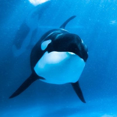 superget_win's profile picture. SONYカメラを購入・ポートレート撮影が趣味🥢🤍自身もコスプレに挑戦🐾🎈/シャチ/猫🐈🥂/ディズニー好きで株主/アニメ修正原画集・キャラクター設定集等を発行しています🍵🎐