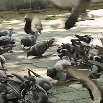 GaniBaak3's profile picture. vurucu kurt