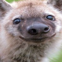 Duh Wawa (@p0kerchip) 's Twitter Profile