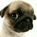 ANALOS MAXI (@analosmaxi) Twitter profile photo ANALOS MAXI (@analosmaxi) Twitter profile photo