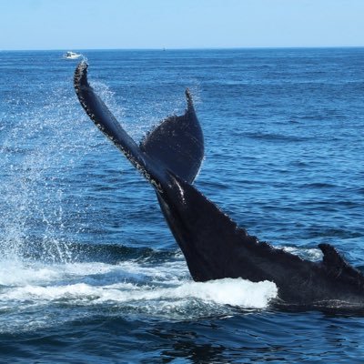 kkosatkaa's profile picture. Animal Welfare | No Fish No Blackfish