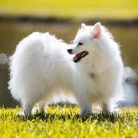 Sparkledog (@sparkledog78926) 's Twitter Profile