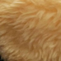ワチャン (@wawawa_cha_n) 's Twitter Profile