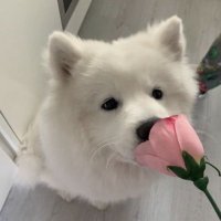 ม๋าขาว ✿ (@huangjiusanx) 's Twitter Profile