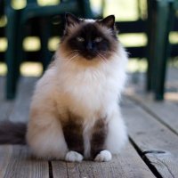 '(@ddp@infosec.exchange) (@ddp) 's Twitter Profile