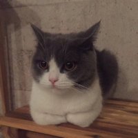 Chimian (@chimian0725) Twitter profile photo