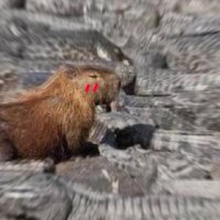 :🤍) Shipper Capibara ✨🌝 (@shprcapibara05) 's Twitter Profile