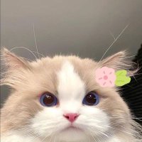 S E R A P H I M, fRPh🦋 (@rifampicinnn_) 's Twitter Profile