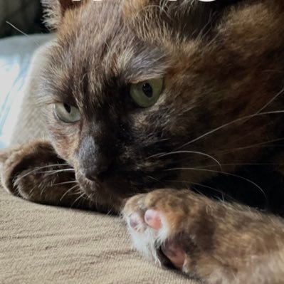 waterprotection's profile picture. 日本保守党員　#日本保守党