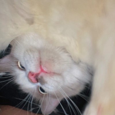 purapuragatau14's profile picture. 