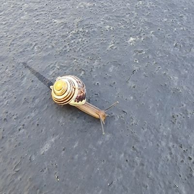 Shropshire_Dad's profile picture. Quitting Twitter is one of the best things I've done. dead profile left as a warning to others.