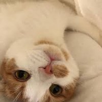 SKaro (@ssk_karocat) 's Twitter Profile