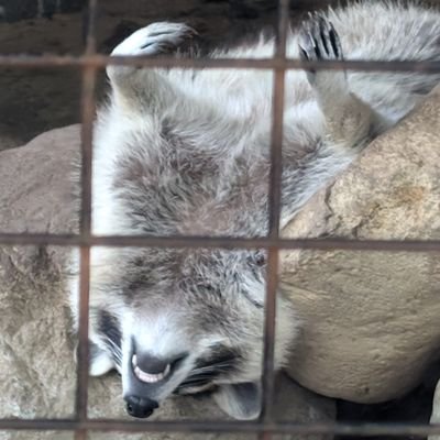 four_harrier's profile picture. 旅がしたい
料理がしたい　
鳥語を知りたい
薪集めと薪ストーブの暖かさが好きす