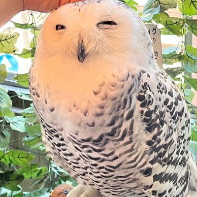 cccraftccc's profile picture. 吹奏楽団でクラリネット吹いています。Nicolas Baldeyrouさん、反田恭平さん、角野隼人さんが好き。＊アンサンブルでボランティア演奏 ＊3色パステルアートインストラクター ＊栄養士 ＊保育士🌸 ＊児発＋放デイ勤務＊ABA療育支援士