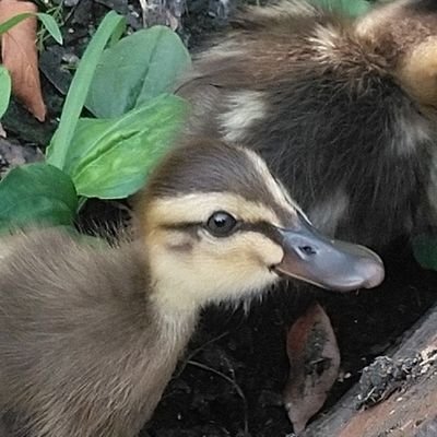 kotori6504's profile picture. 散歩と小さいものと公共交通とネマガリダケとサケ・マスを愛する50代。初めてのアイドルがA.B.C-Zで五関さんが特に好き。何事もマイペースで楽しんでいます。かわいい小鳥写真のリポスト多め。アイコンは地元の公園で撮影した子ガモさん、ヘッダーはまだまだ終電じゃない相鉄ゆめが丘駅です。Xを使い始めたのは2019年からです。