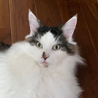 ソマリ.♀.ちろる.2019/10/16🌈2023/11/27🐱 メインクーン.♂.ラテ.2020/4/17生🐱 成長記録✏️ @Mo_oO112 の生まれ変わりです。