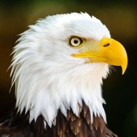 Eagle1023 (@gdl1023) 's Twitter Profile Photo Eagle1023 (@gdl1023) 's Twitter Profile Photo