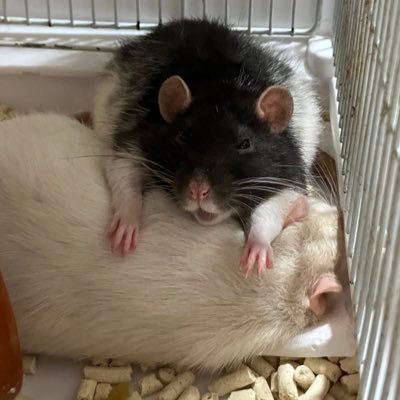 ファンシーラットのうに、とろ、いなり、のりまき、🌈ねんね。新しく9匹の子ネズミが生まれました!てっか、うなぎ、ほたて、いくら、しじみ、ひらめ、しらす、たらば、えびてん。 モモンガのツナマヨ、おかかも一緒です。 歳の差22歳夫婦。のんびりご飯作りや、あみぐるみ、イラストが趣味です!