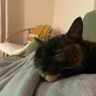 calcology's profile picture. Society grows great when old men plant trees, the shade of which they know they will never sit in. That’s it, the end.