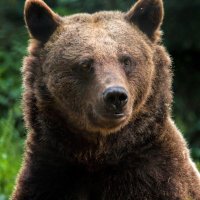 Welsh Bear 🏴󠁧󠁢󠁷󠁬󠁳󠁿🇬🇧🇺🇸🇮🇱 (@welshbear862) 's Twitter Profile