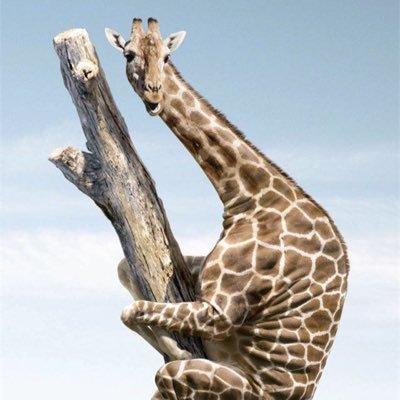 V2X20a's profile picture. dmでやりとり  #裏垢 #エロ垢 #出会い