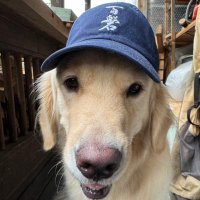 いぬはる (@uncle_ozzie) 's Twitter Profile Photo いぬはる (@uncle_ozzie) 's Twitter Profile Photo
