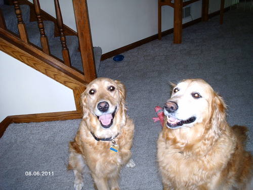 GAY DANIELSON MORRIS