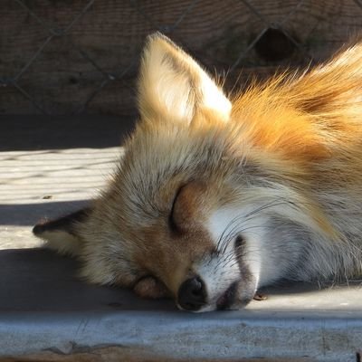 Reynard_lonefox's profile picture. 