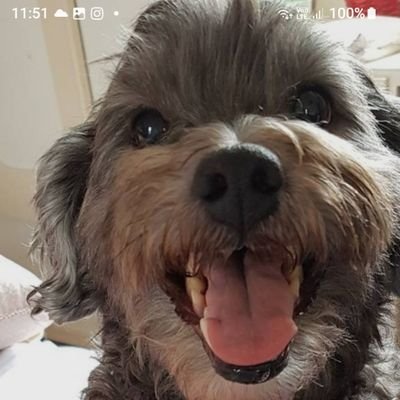 Qlderrrrr's profile picture. Never trust Government! I'm tired, I would like my wonderful, normal world back please.