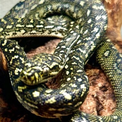 nagi100712's profile picture. ダイヤモンドパイソン、猫を飼ってます 猫(チンチラ、ノルウェー、スコティッシュ)蛇(カーペットパイソンやボールパイソン)主にダイヤモンドパイソンの日常をあげています!無言フォロー失礼します