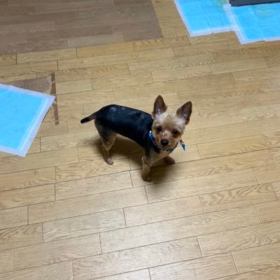 tokiGp1reSh's profile picture. 