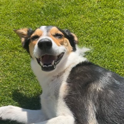 I’m a 5 year old Tri-colour Collie. Adopted at 5 months. I love running, balls🎾🎾🎾 and beach trips