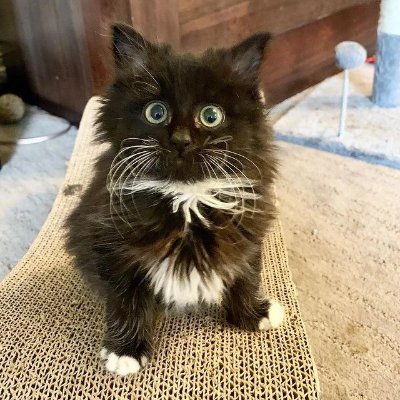 cat blog. trans rights are human rights