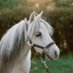 Flirty The Mini Service Horse FlirtyTheSH.bsky (@flirtythesh) Twitter profile photo Flirty The Mini Service Horse FlirtyTheSH.bsky (@flirtythesh) Twitter profile photo