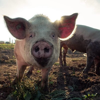 We support local farms, voluntary markets and Libertarian values.